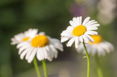 Birkaç yaz papatyalar