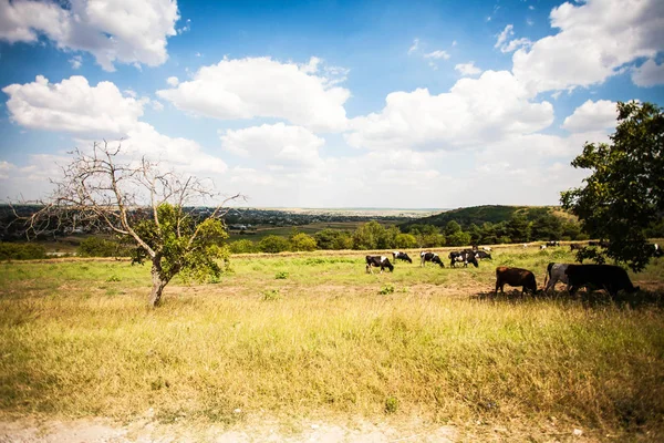 Field and cows in Moldova — Stock Photo, Image