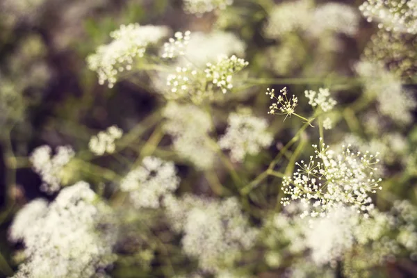 Summer flowers background