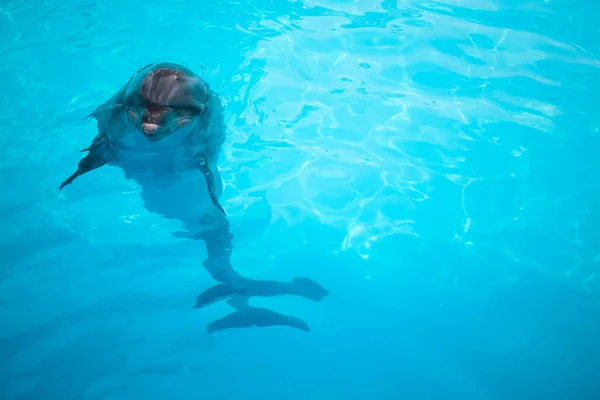 Golfinhos nadam na piscina — Fotografia de Stock