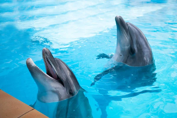 Dolphins swim in the pool