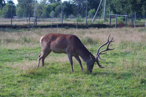 Hjorte i naturen - Stock-foto