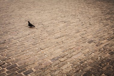 Güvercinler, kentsel kuşlar