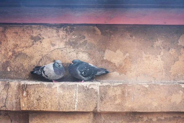 비둘기, 도시 새 — 스톡 사진