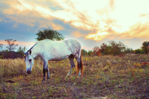 Das Pferd auf der Lichtung frisst Gras, Abend, Sonnenuntergang. Schimmel. Anfang Herbst — Stockfoto