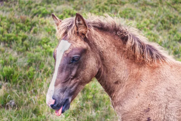 Animales en las montañas, trekking por las montañas. Caballos en la naturaleza. Caballos en las montañas . — Foto de Stock