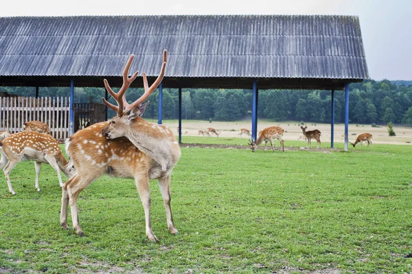 住在农场上的鹿。在野外的鹿. — 图库照片