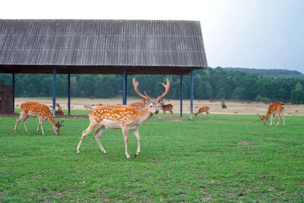 Live deer on the farm. Deer in the wild. — Stock Photo, Image