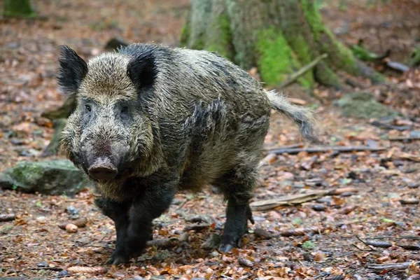 Sus scrofa- wild boar.