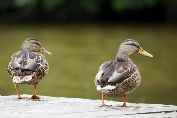 Beautiful Wild ducks stands on the bank of the river