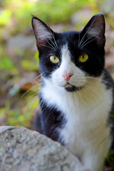 Gato preto e branco na floresta verde — Fotografia de Stock