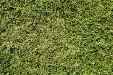 Yeşil kesme çim dokusu