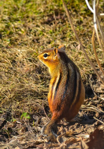 Red Chipmunk in Nature Posing in Summer Light