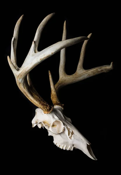 Close Up of Deer Skull on Black Background Side View — Stock Photo, Image