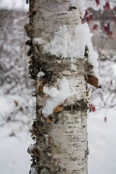 Березовий стовбур крупним планом Кора в снігу — стокове фото