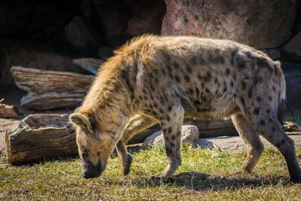 Hyène repérée à la recherche de proies près de sa grotte — Photo