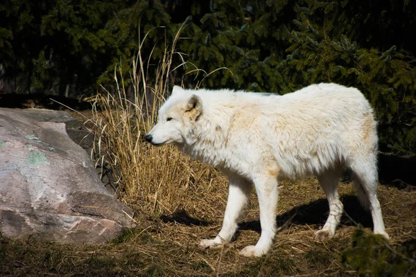 Λευκό Αρκτικής λύκος στέκεται σε δάσους Φωτογραφία Αρχείου