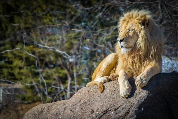 Λευκό αρσενικό λιοντάρι χαλάρωση σε μια καυτή ημέρα σε βράχο Εικόνα Αρχείου