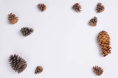 Çam konileri düz koymak beyaz arka plan üzerinde Üstten Görünüm