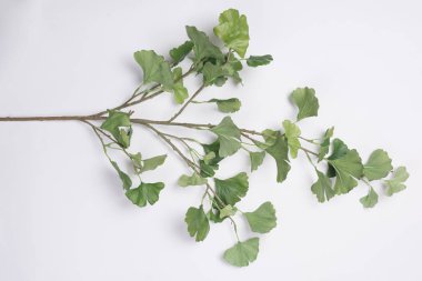 Yeşil ağaç dalı düz yatıyordu üst beyaz arka plan görüntülemek