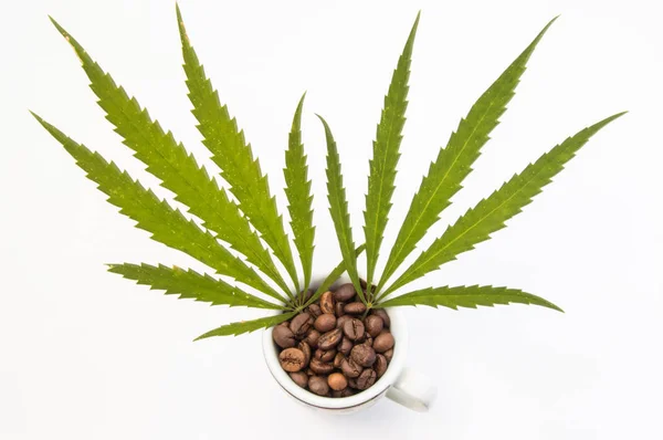 Marijuana o cannabis (canapa) con caffè (caffeina). Due foglie di cannabis spuntano da piccole tazze piene di chicchi di caffè. Concetto foto per mostrare l'interazione della marijuana con il caffè sul corpo umano — Foto Stock