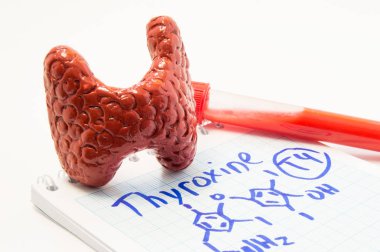 Tiroid hormonu tiroksin. Anatomik birim tiroid bezi şekil yalan sonraki laboratuvar tüpü Not üzerinde kan olan test etmek için nerede yazılmış tiroksin ve kimyasal formülü çizilmiş. Tiroid hastalığı kavramı