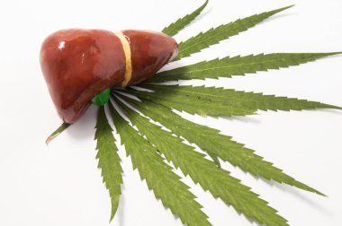 Karaciğer ve esrar ya da esrar. Karaciğer safra kesesi için yeşil yatıyor birim şekil kenevir beyaz zemin üzerine bırakır. İş ve insan karaciğer fonksiyonları üzerinde marihuana etkisi