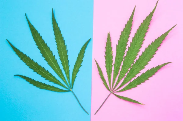 Cannabis maschile e femminile o marijuana. Due foglie di cannabis verde si trovano su diversi colori foglia maschile su sfondo blu, foglia femminile su sfondo rosa. Concetto di marijuana maschile femminile e differenza — Foto Stock