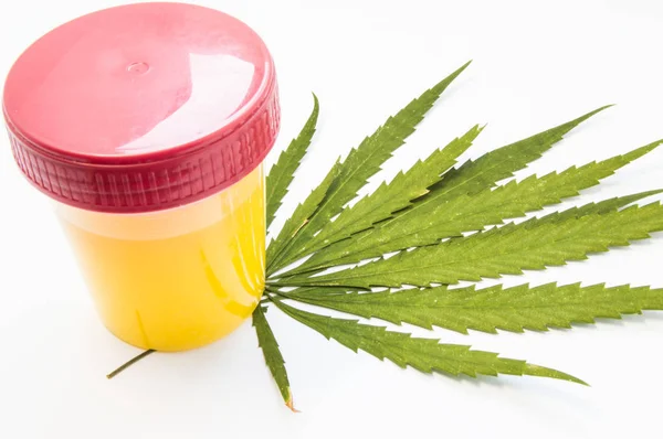 Test delle urine di cannabis o marijuana. Contenitore di urina di laboratorio si trova su foglia verde di canapa su sfondo bianco. Il concetto di test di laboratorio per la cannabis nelle urine o la dipendenza dal fumo di marijuana — Foto Stock