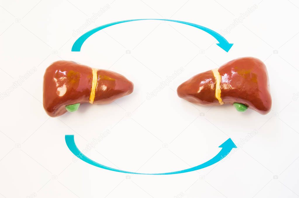 Liver transplantation concept. Two 3D model of human liver are opposite one another with arrows from one to another. Photo or illustration showing liver transplantation process from donor to recipient