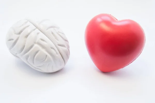 Herz- und Gehirnfiguren liegen nebeneinander auf weißem Hintergrund. Visualisierung der Verbindung zwischen Gehirn und Herz, Wahl der Liebe, Kohärenz, Zusammenarbeit in Medizin und Wissenschaft, Beziehung — Stockfoto