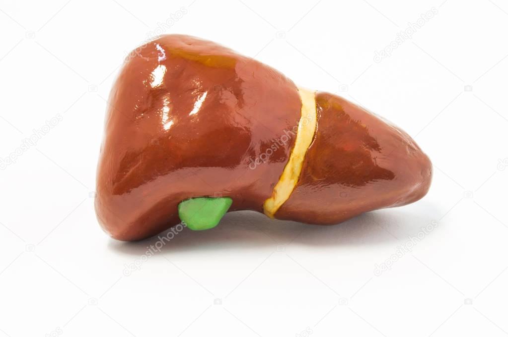 Anatomical volume 3D shape of human liver with gallbladder lies on white uniform  background close up isolated. Photos for use in anatomy of biliary system liver instrumental or laboratory diagnostics