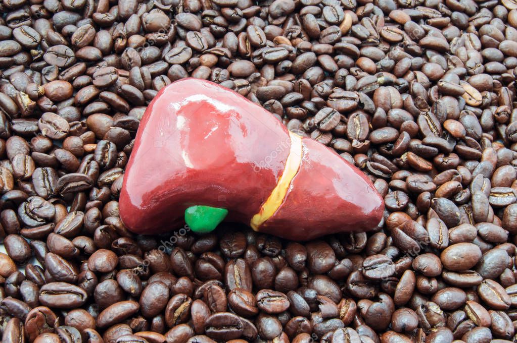 Liver and coffee or caffeine. Anatomical liver figure lying on roasted coffee beans. Influence and effects of coffee or caffeine on function and activity of liver and gallbladder, its enzymes and work