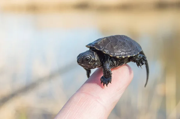 Tiny or small child of turtle is at tip of index finger with tiny shell, head and legs close up with blurry rear background of bank of river. European pond turtle or terrapin or Emys Orbicularis — Stock Photo, Image