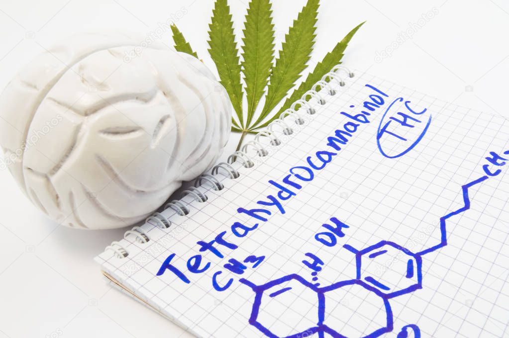 Effects and action of tetrahydrocannabinol (THC) on human brain. Anatomical model of brain is near leaf of hemp and notepad inscribed with title tetrahydrocannabinol and drawn it chemical formula