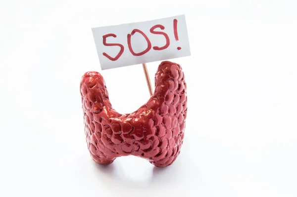 Modello anatomico naturale 3D tiroideo in piedi con cartello con iscrizione SOS che si riferisce al paziente o al medico per aiuto. Concepito per tutti i sintomi, sindromi, malattie e patologie della ghiandola tiroidea — Foto Stock