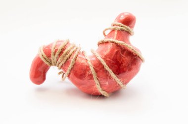 Anatomical model of human stomach, tied with rope lying on white background. Idea for stomach cramps, strong sensations or feelings of hunger, famine, gastric pain, ache or malaise, twisted stomach  clipart
