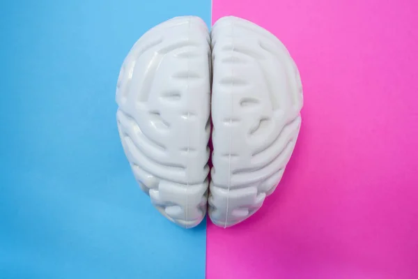 La figura del cerebro humano separa medio fondo rosa azul. El concepto de cerebro masculino y femenino. La idea de la unión cerebral o la diferencia entre el hombre y la mujer en el amor, la vida, la ciencia, la medicina o la anatomía —  Fotos de Stock