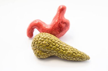 Pankreas ve mide yalan anatomik modellerin birer birer beyaz zemin üzerine kapatın. Sindirim sistemi ve organları, nerede bağırsak emme işleme ve gıda için hazırlanması daha fazla kavramı