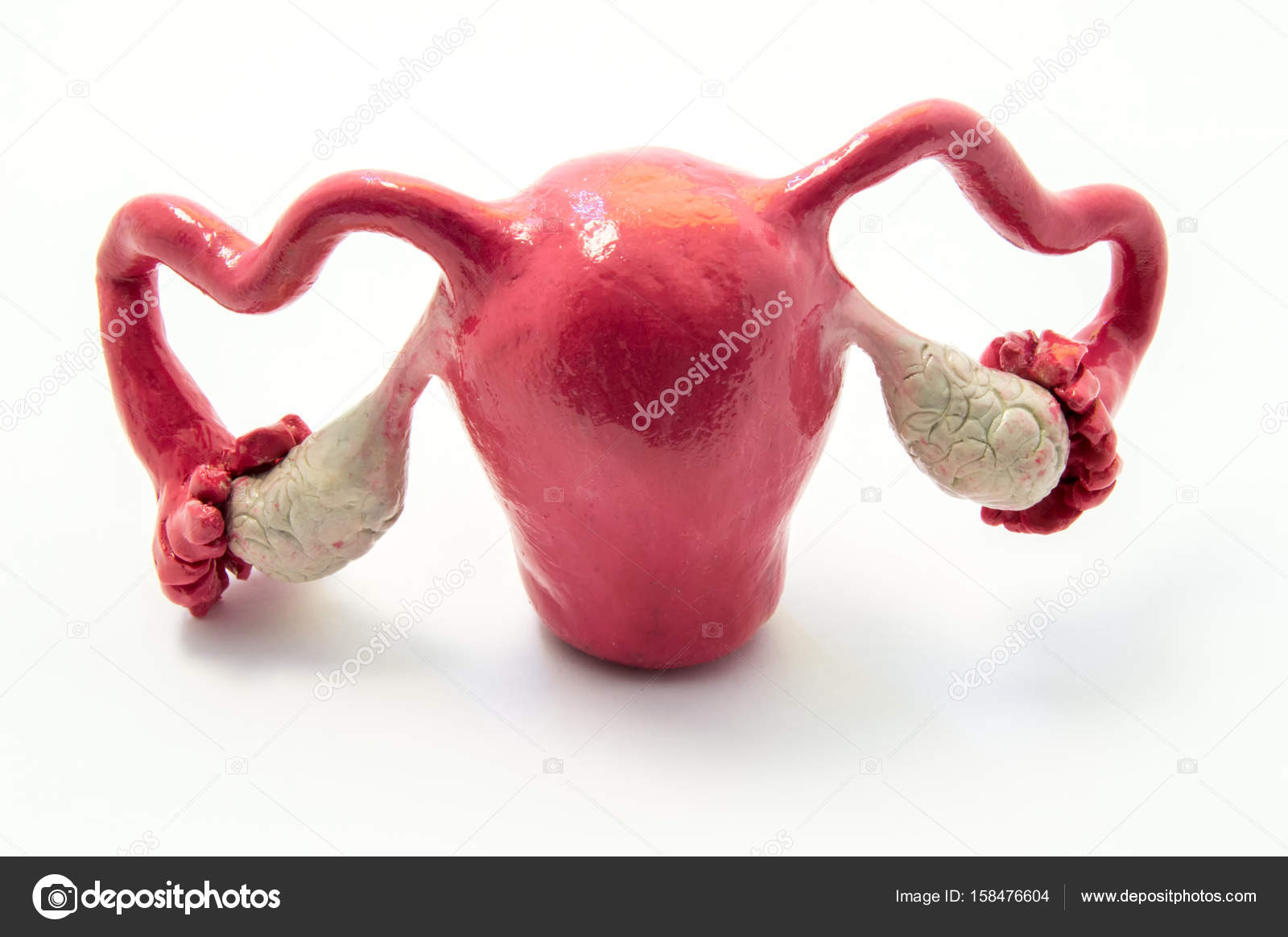 Anatomia Do útero Trompas De Falópio E Ovários No Exemplo Do Modelo Anatômico Do órgão Genital