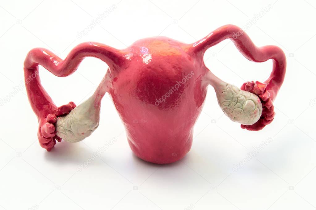 Anatomy of uterus, fallopian tubes and ovaries on example of anatomical model of female genital organ. Concept for study of anatomy of uterus and appendages, illustration of female reproductive system