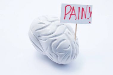 Anatomik afişini yazıt ağrı ile birlikte beynin beyaz arka plan üzerinde modelidir. Baş ağrısı ağrı yakınması ve beyin sendromları ve baş hastalıklar ve Migren gibi patolojiler kavramı fotoğrafı