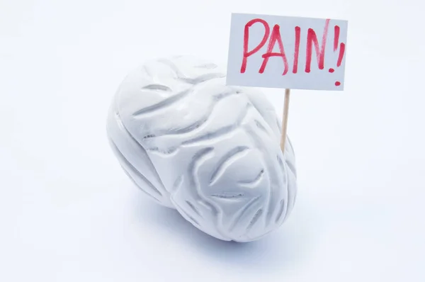 El modelo anatómico del cerebro con pancarta con dolor de inscripción está sobre fondo blanco. Concepto foto de dolor de cabeza síntomas y síndromes en el cerebro y la cabeza en enfermedades y patologías como la migraña —  Fotos de Stock
