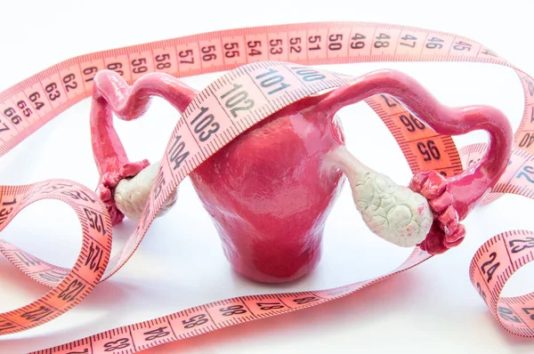 Anatomický model ženské dělohy vaječníků s krejčovským metrem, symbolizující zvětšené tělo a měření. Diagnóza děloha během těhotenství (měsíce, týdny), endometrióza, myomy, ovulace — Stock fotografie