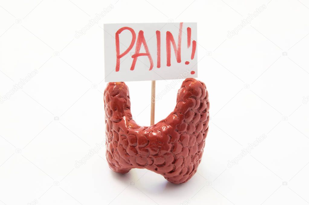 Anatomical model of thyroid gland with placard with inscription pain is on white background. Concept photo of pain, pain symptoms and syndromes in thyroid gland in various diseases and pathologies