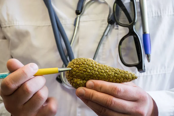 El doctor en bata de laboratorio médica blanca apunta bolígrafo en el modelo anatómico del páncreas humano o animal. Foto de concepto para el estudio de la anatomía de la glándula del páncreas, biología, medicina, veterinaria — Foto de Stock