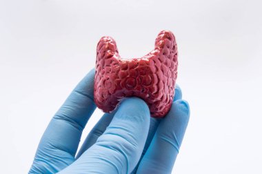 Doktor elinde tutan lateks eldiven, insan tiroid anatomik model giyinmiş. Koruma ve bakım, tanı ve tedavi hasta ve Doktor, tiroid bezinin açıklayan fotoğraf hemşire