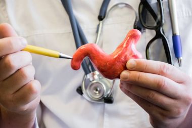 Doktor beyaz tıbbi laboratuvar önlüğü içinde tükenmez kalem insan ya da hayvan duodenum anatomik model üzerinde gösterir. Oniki parmak bağırsağı bağırsak, biyoloji, tıp, veteriner anatomi çalışması için kullanmak konsept fotoğraf