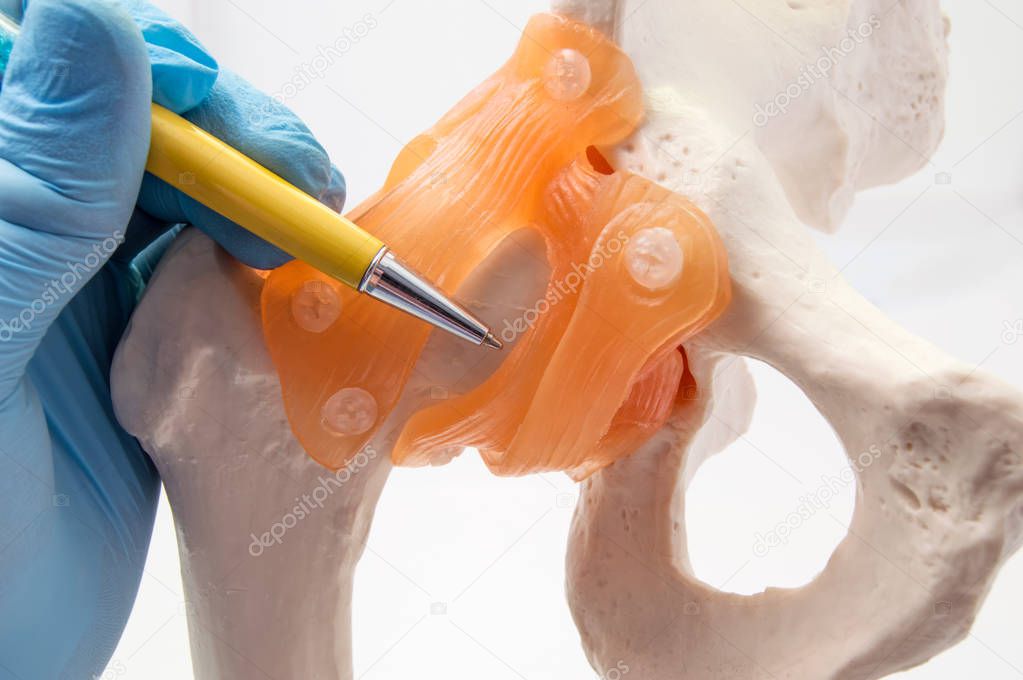 Hip joint and bone anatomy concept photo. Doctor points to anatomy model of hip joint and pelvis bone with ligaments where localized diseases such as dysplasia, fracture, osteoarthritis or replacement