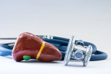 Organ, bakım, tanılama, tıbbi test, tedavi ve hastalıkların önlenmesi ve patoloji sindirim organ konsept fotoğraf olarak karaciğer sağlığını bir sembolü olarak steteskop yakınındaki karaciğer